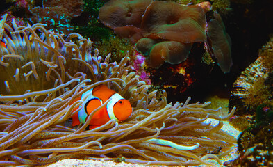 Clown fish, Anemonefish (Amphiprion ocellaris) swim among the tentacles of anemones