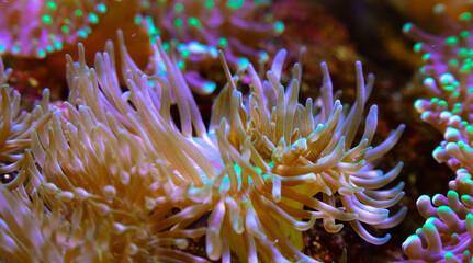 Tentacles of large sea anemone in a marine aquarium, macro photography in an aquarium with tropical reef fish