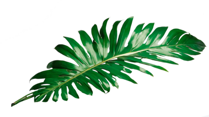 A tropical green palm leaf is isolated on a white background, showcasing its vibrant color.