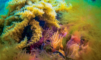Black Sea, Hydroids Obelia, (coelenterates), Macrophytes Red and Green algae