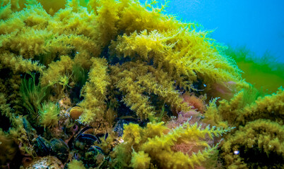 Black Sea, Hydroids Obelia, (coelenterates), Macrophytes Red and Green algae