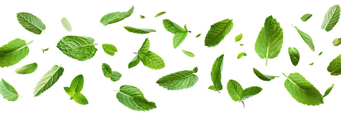 Flying delicious fresh mint leaves, cut out