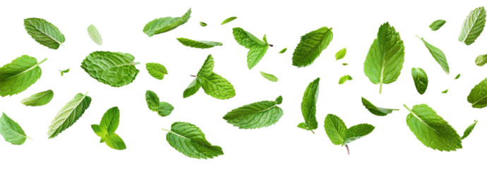 Flying delicious fresh mint leaves, cut out