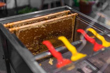  Using beekeeping tools for opening wax cells full of ready product.