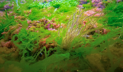 Underwater landscape, Black Sea. Green, red and brown algae on the seabed
