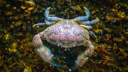 Jaguar round crab (Xantho poressa). Fauna of the Black Sea