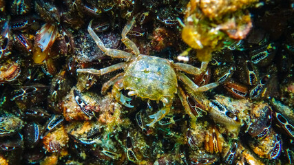 Brachinotus sexdentatus - small Black Sea crab among mussels in the Black Sea
