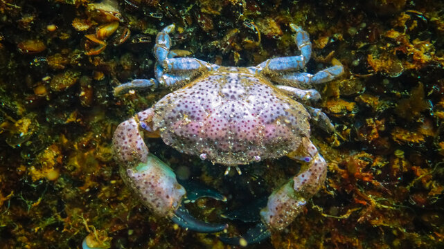 Jaguar round crab (Xantho poressa). Fauna of the Black Sea