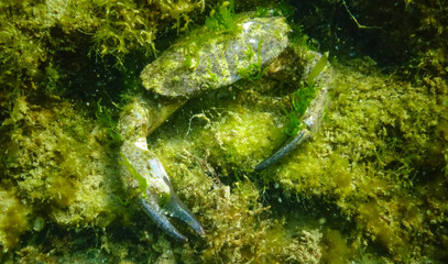 Jaguar round crab (Xantho poressa). Fauna of the Black Sea