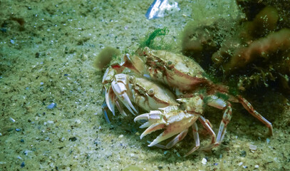 Male and female Swimming crab (Macropipus holsatus) before breeding, close-up