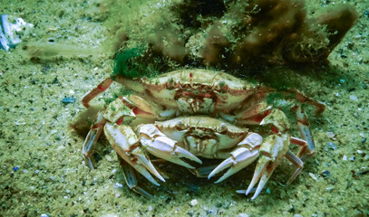 Male and female Swimming crab (Macropipus holsatus) before breeding, close-up