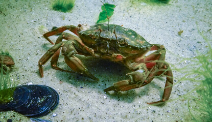 Invasive species, Big Green crab -Carcinus maenas,  crab on the sand in the Black Sea.