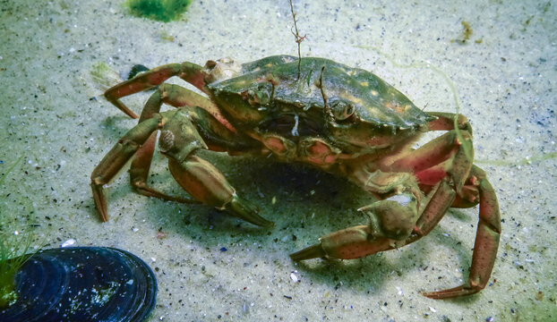 Invasive species, Big Green crab -Carcinus maenas,  crab on the sand in the Black Sea.