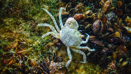 Brachinotus sexdentatus - small Black Sea crab among mussels in the Black Sea