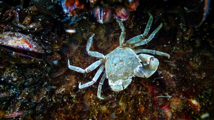 Brachinotus sexdentatus - small Black Sea crab among mussels