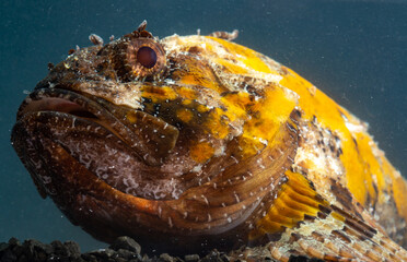 Poisonous dangerous fish,  European black scorpionfish (Scorpaena porcus), Fish of the Black Sea