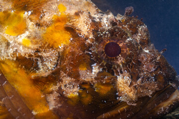 Poisonous dangerous fish,  European black scorpionfish (Scorpaena porcus), Fish of the Black Sea