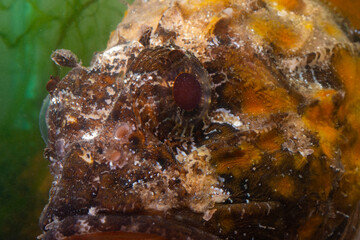 Poisonous dangerous fish,  European black scorpionfish (Scorpaena porcus), Fish of the Black Sea