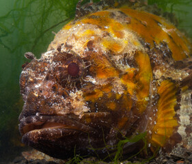 Poisonous dangerous fish,  European black scorpionfish (Scorpaena porcus), Fish of the Black Sea
