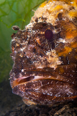 Poisonous dangerous fish,  European black scorpionfish (Scorpaena porcus), Fish of the Black Sea