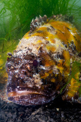 Poisonous dangerous fish,  European black scorpionfish (Scorpaena porcus), Fish of the Black Sea