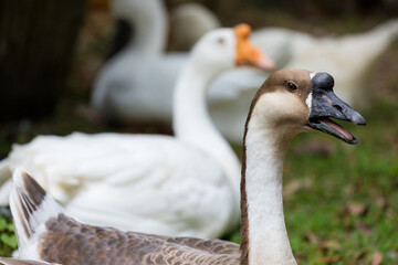 Gooses in the farm garden