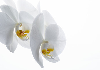 White  orchids on a white background