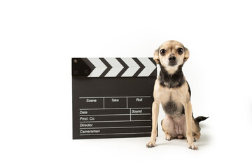 Pet cinema, cute dog with clapper board,scripting a doggy action sequence, cinematic dog...