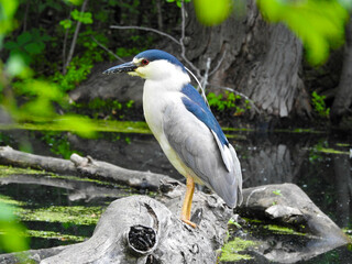 Black-Crowned Night Heron perched quietly for a moment of rest