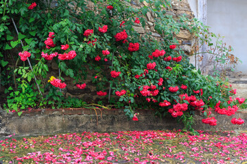 a view of the garden covered with red rose vines