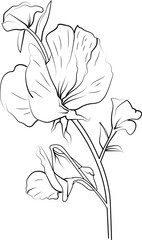 simple flower coloring pages, Coloring pages for adults, hand drawing Sweet pea sketch art, blossom Sweet pea flower line art vector illustration, floral garden for beautiful Sweet pea.