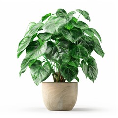 A high resolution photo, realistic of a Pothos plant, isolated on white background
