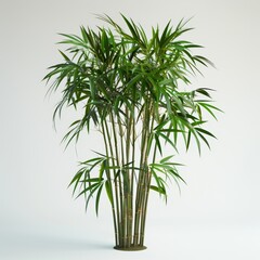 The image shows a full-size bamboo plant with green leaves.
