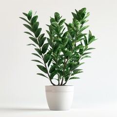 The image shows a single potted plant with green leaves and white pot on white background.