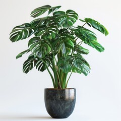 The image shows a large, lush Monstera deliciosa plant in a pot. The plant has dark green leaves with distinctive holes and is growing in a pot with rich soil.