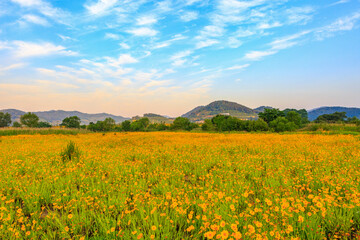 Spring scenery of the waterside park in Buk-myeon, Changwon-si, South Gyeongsang Province, Korea,...