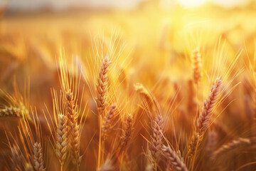 Fototapeta premium A field of golden wheat with the sun shining on it