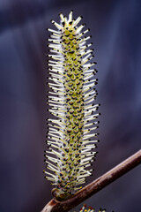 Catkin from a willow tree (genus Salix) on a purple background