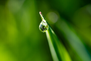 raindrop on grass