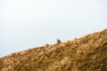 Obraz premium Flock of sheep living on golden pasture in countryside