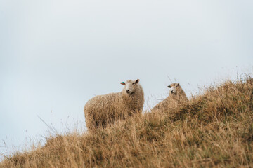 Flock of sheep living on golden pasture in countryside