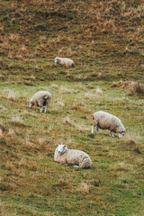 Flock of sheep living on golden pasture in countryside