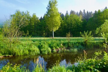 Fototapeta premium stream, lake and birch and forest 