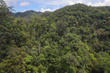 the tree mountain view before from banahill cable car