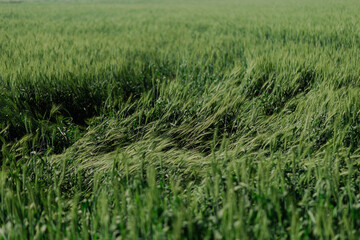 green wheat field