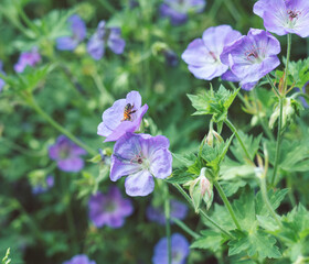 Fototapeta premium flowers in the garden