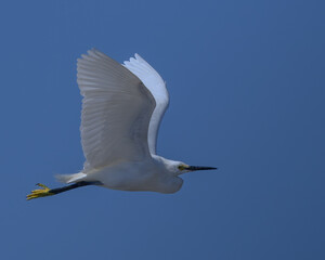 A great egret in flight raising its wings