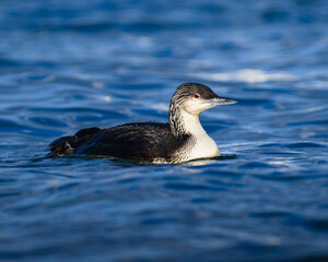 A pacific loon staying afloat in a harbor