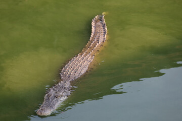 The salt crocodile swimming on the river near canal