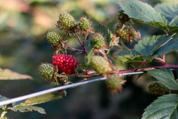 Close up beautiful red mulbeery on mulberry's tree.